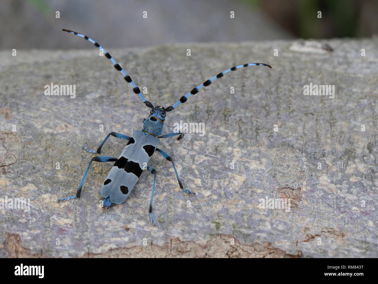 Alpenbocks, Rosalia alpina, in der Tschechischen Republik. Stockfoto