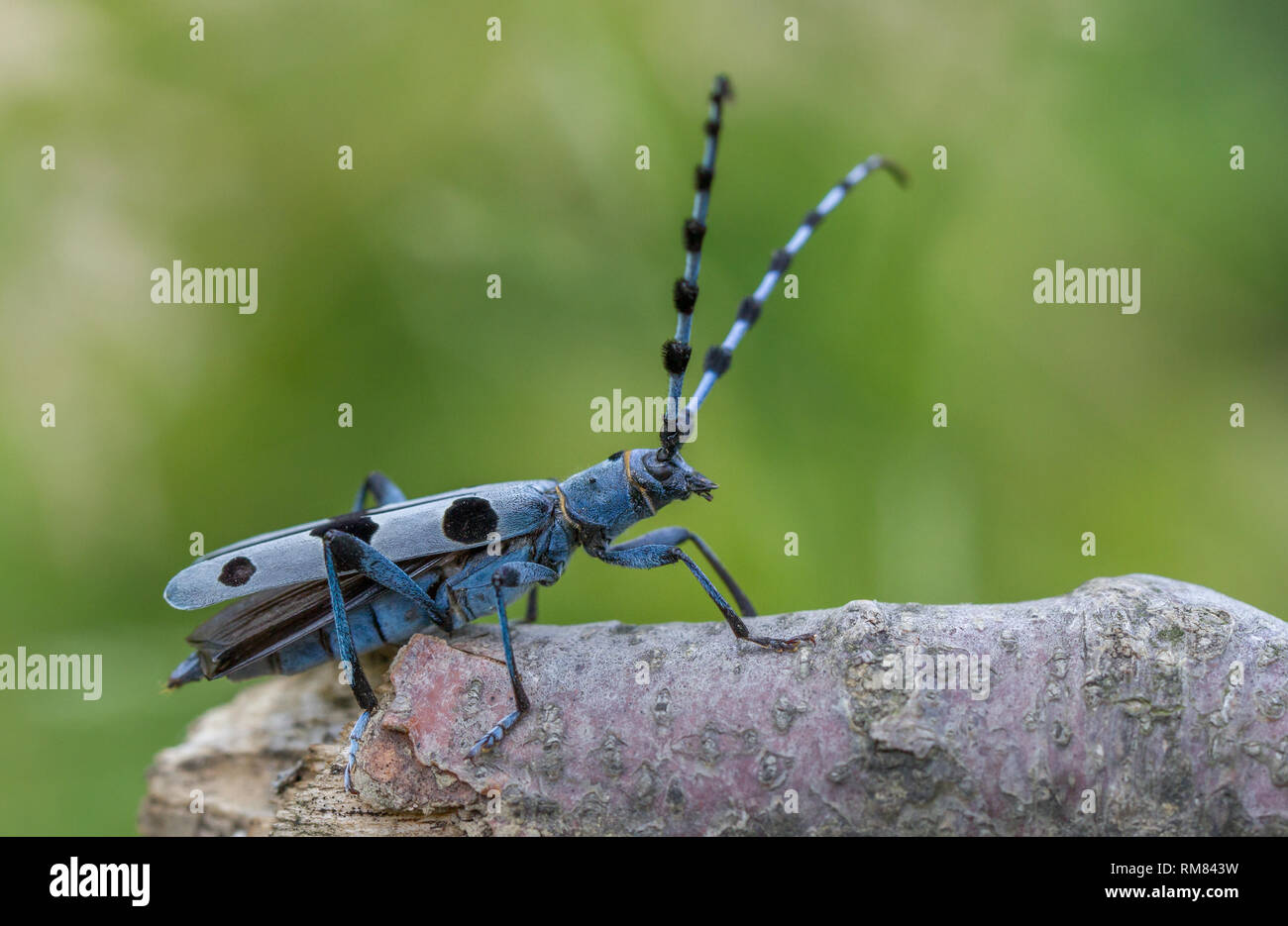 Alpenbocks, Rosalia alpina, in der Tschechischen Republik. Stockfoto