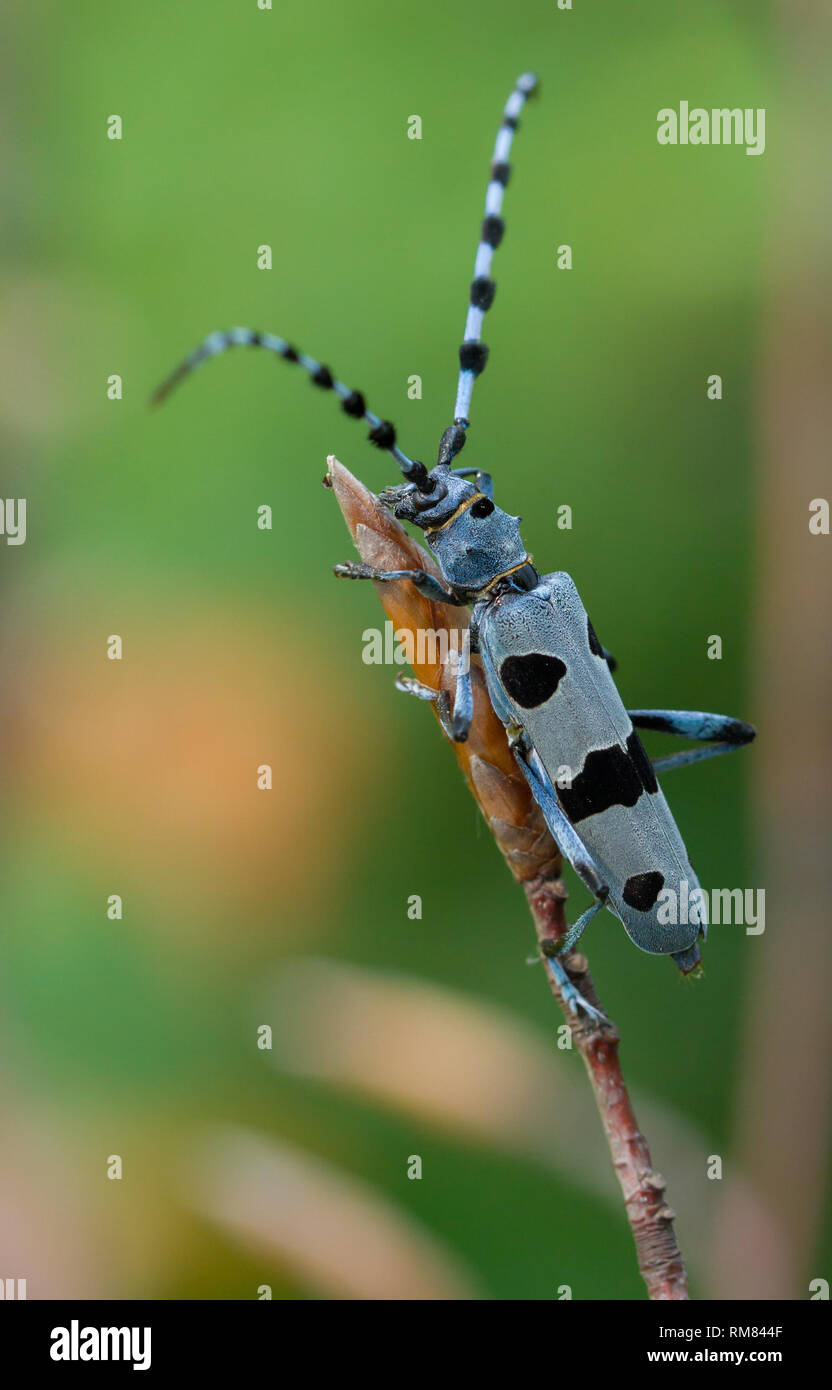 Alpenbocks, Rosalia alpina, in der Tschechischen Republik. Stockfoto