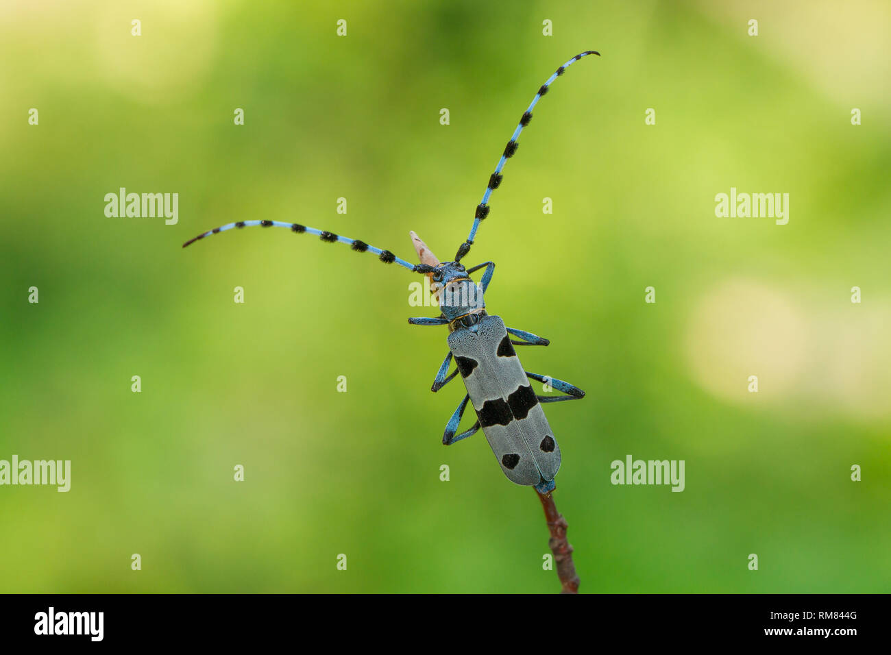 Alpenbocks, Rosalia alpina, in der Tschechischen Republik. Stockfoto