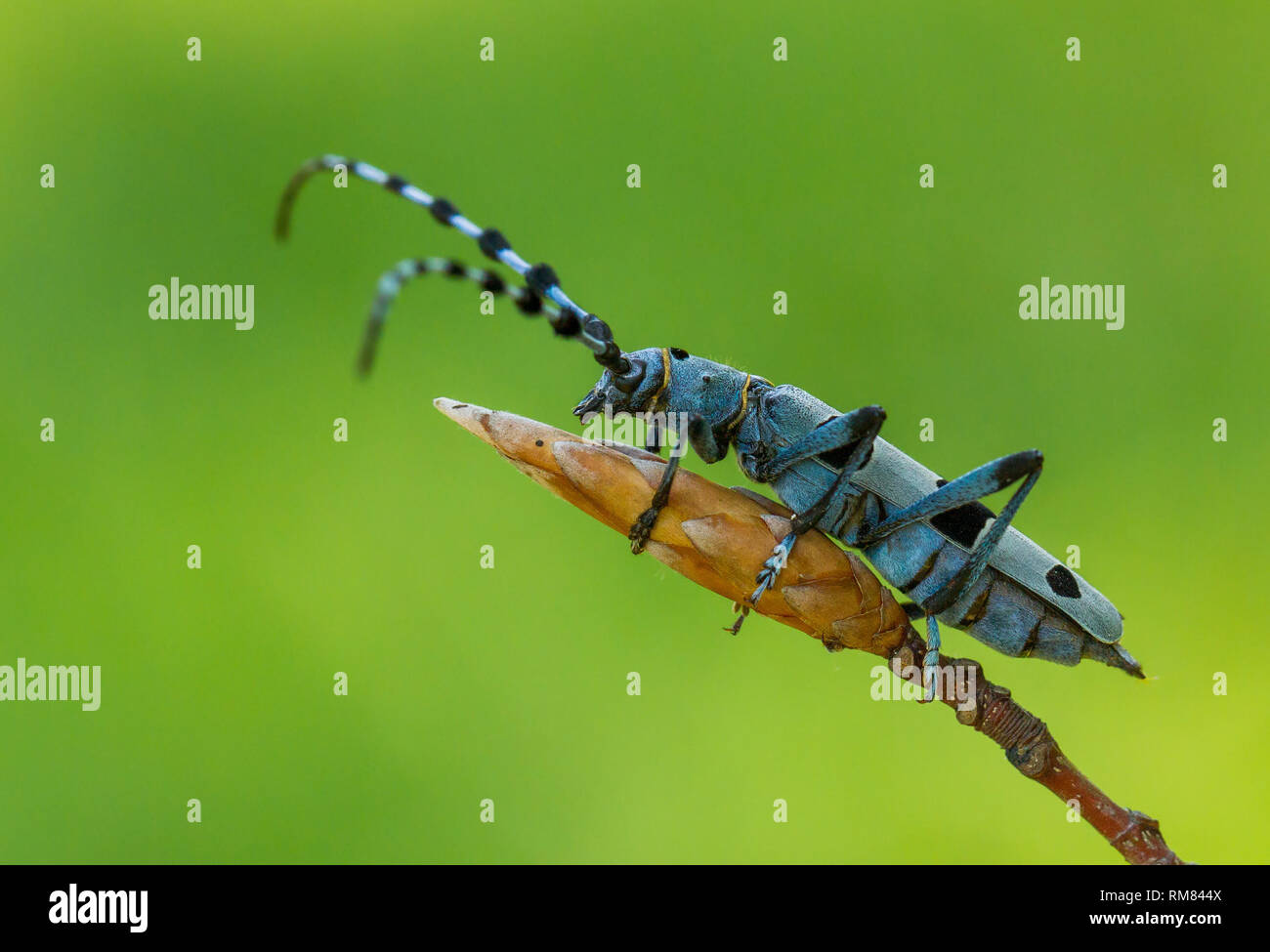 Alpenbocks, Rosalia alpina, in der Tschechischen Republik. Stockfoto