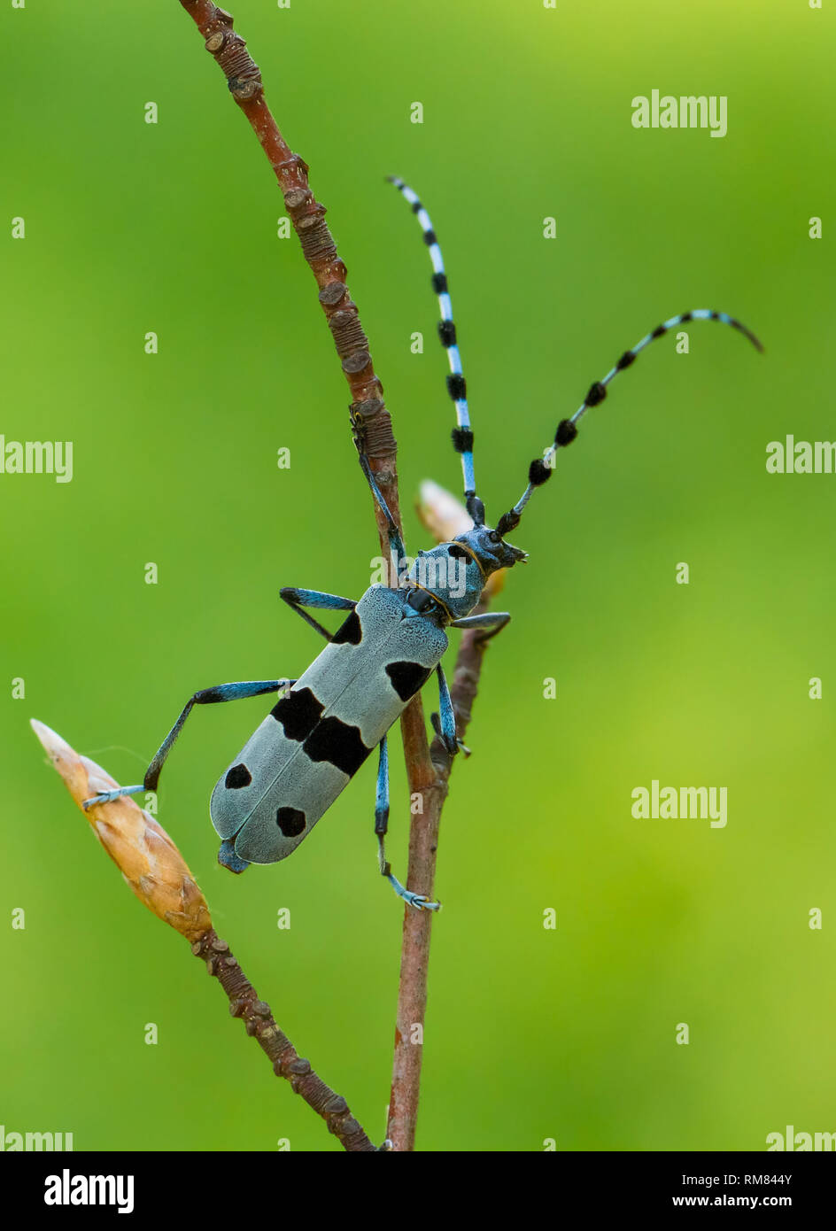 Alpenbocks, Rosalia alpina, in der Tschechischen Republik. Stockfoto