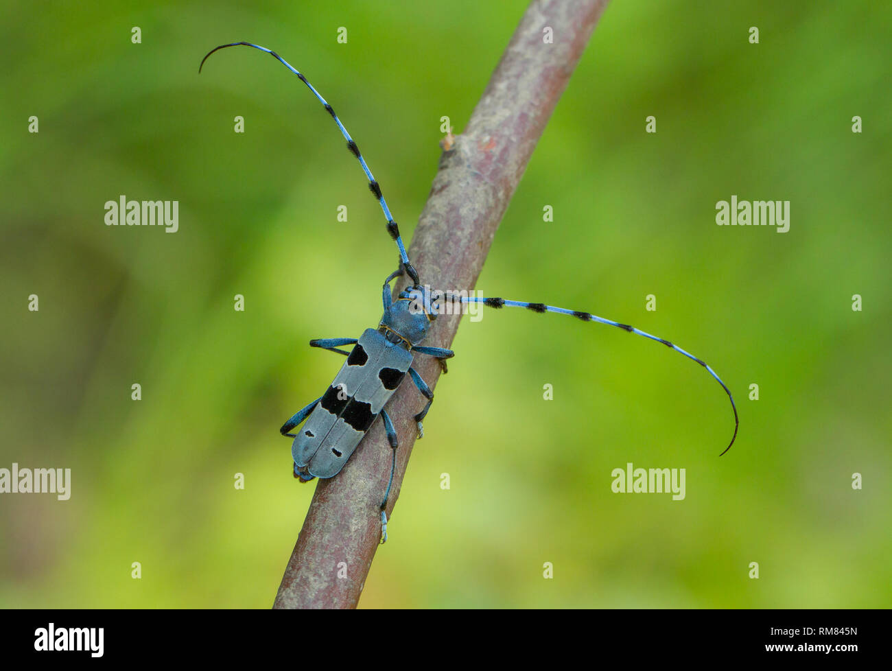 Alpenbocks, Rosalia alpina, in der Tschechischen Republik. Stockfoto