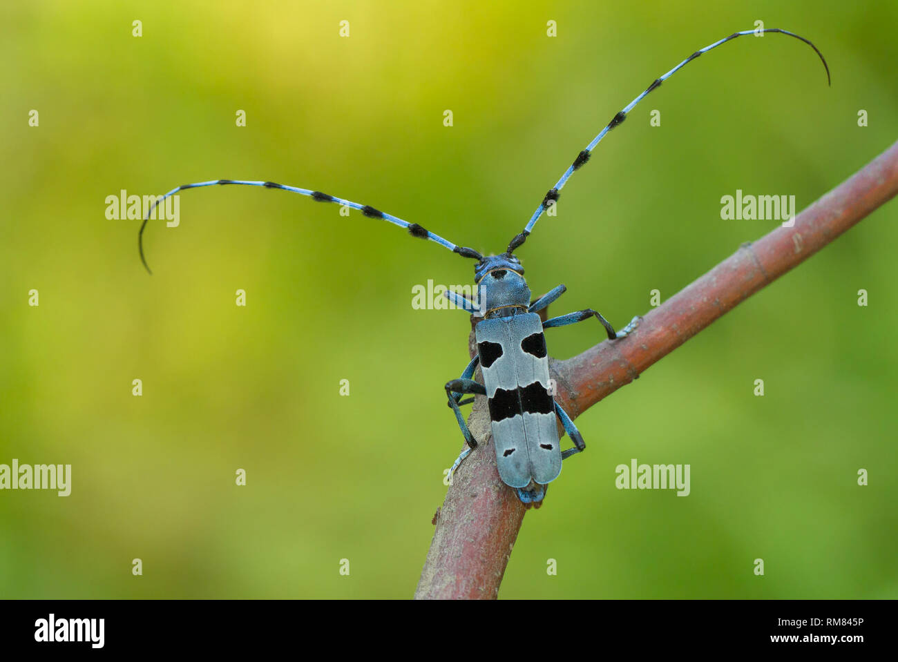 Alpenbocks, Rosalia alpina, in der Tschechischen Republik. Stockfoto