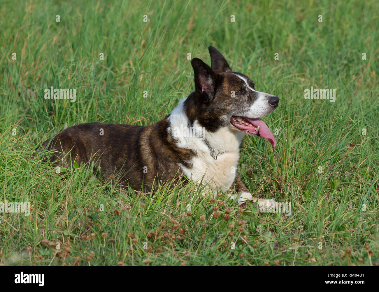 Männliche Brindle Welsh Corgi Cardigan in einem Gras Stockfoto