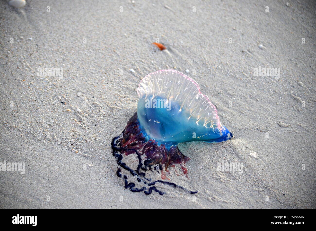 Gefahrliche Quallen Am Strand Stockfotos Und Bilder Kaufen Alamy