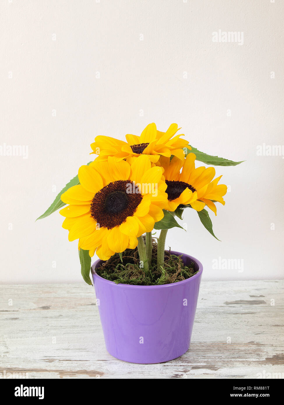 Sonnenblume im Topf Stockfoto