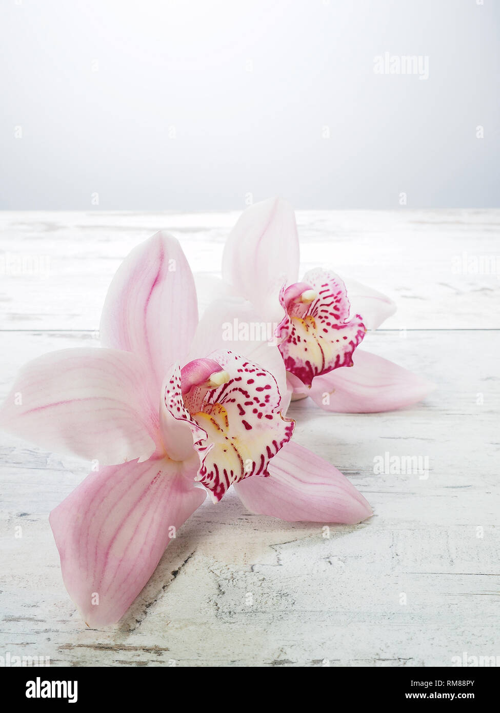 Frische Blumen Orchidee Cymbidium Stockfoto