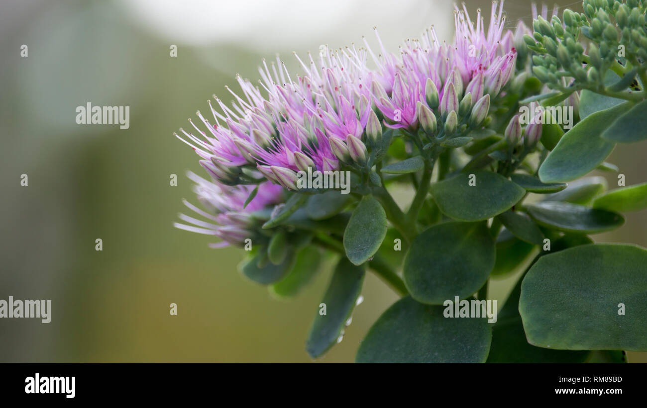 In der Nähe von Rosa sedum telephium Blumen in voller Blüte, auch als orpine Mauerpfeffer bekannt. Geringe Tiefenschärfe. Stockfoto