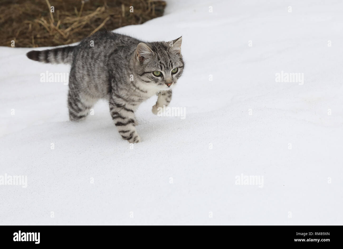 Süße Katzen Im Schnee Im Winter Stockfoto Bild 236211325