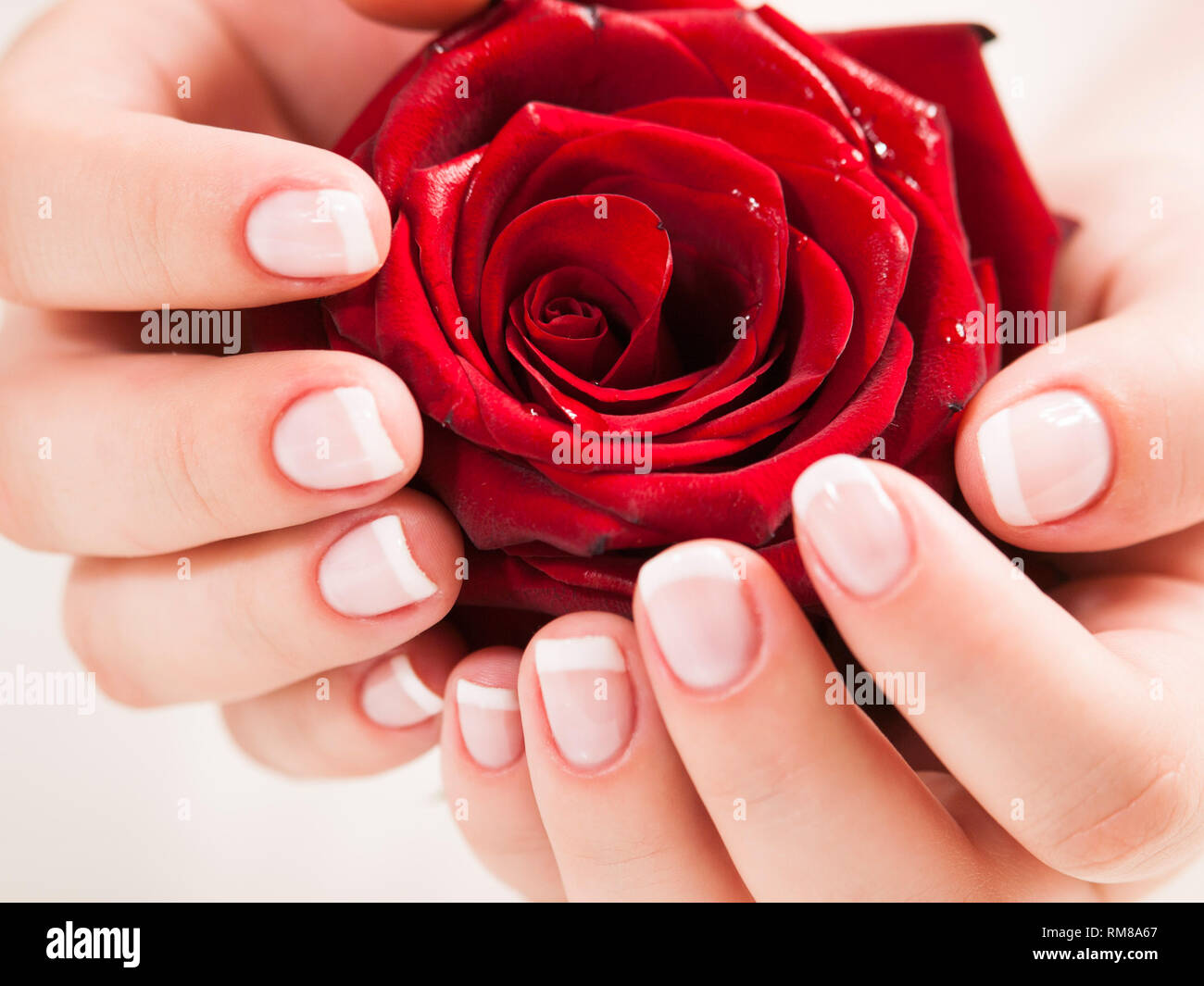 Schöne Frau hand mit polierten Nägel im französischen Stil mit Rose Stockfoto