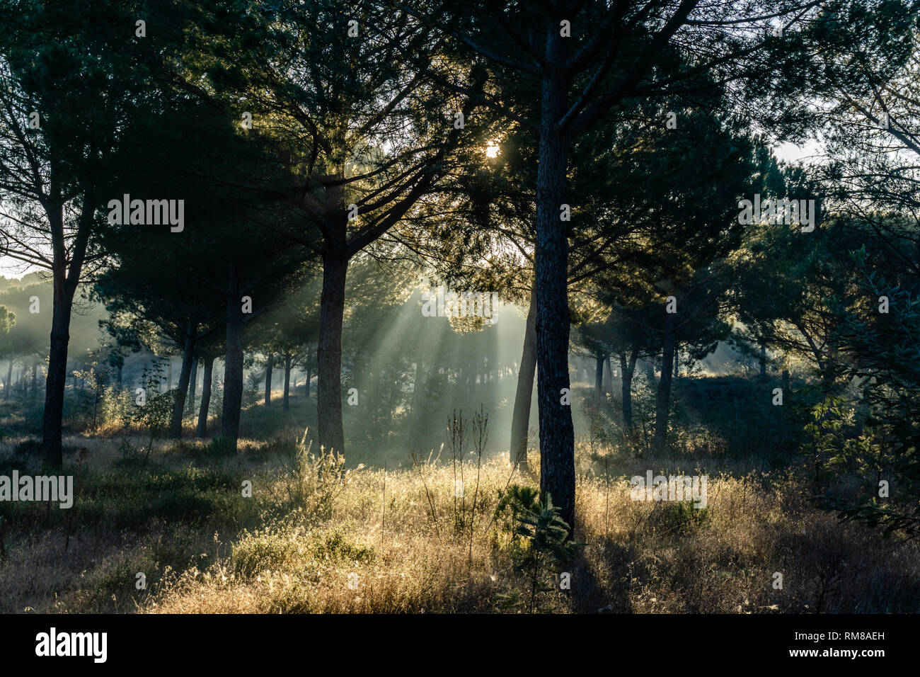 Ansicht der Sonnenstrahlen in den nebligen Pinienwald Stockfoto