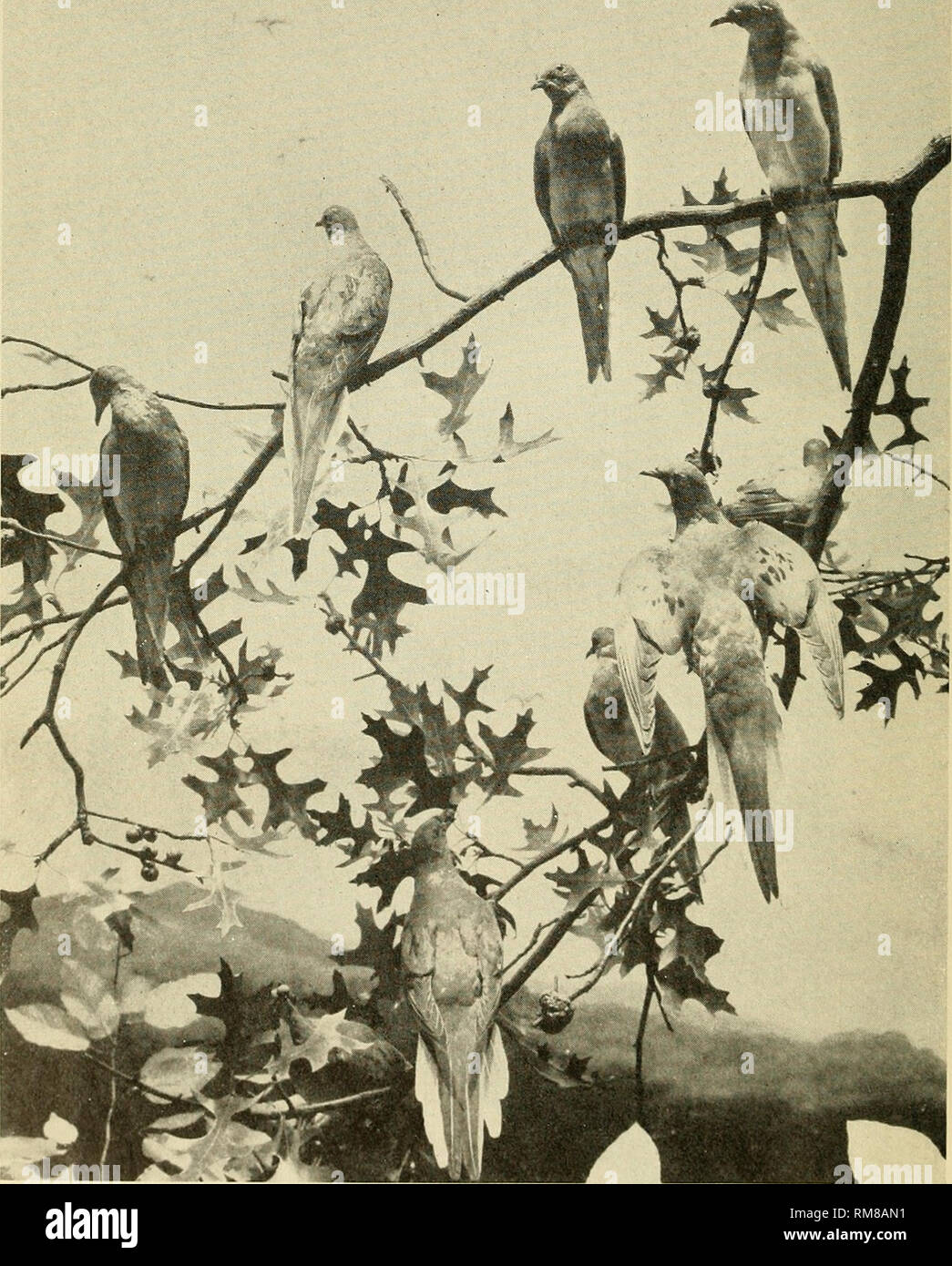 Ausgestorbener Vogel In Den Vereinigten Staaten Stockfotos Und Bilder Kaufen Alamy