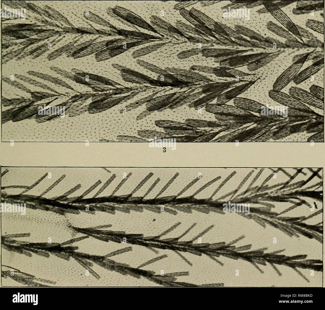 . Jahresbericht. New York State Museum; Wissenschaft; Wissenschaft. 4 1