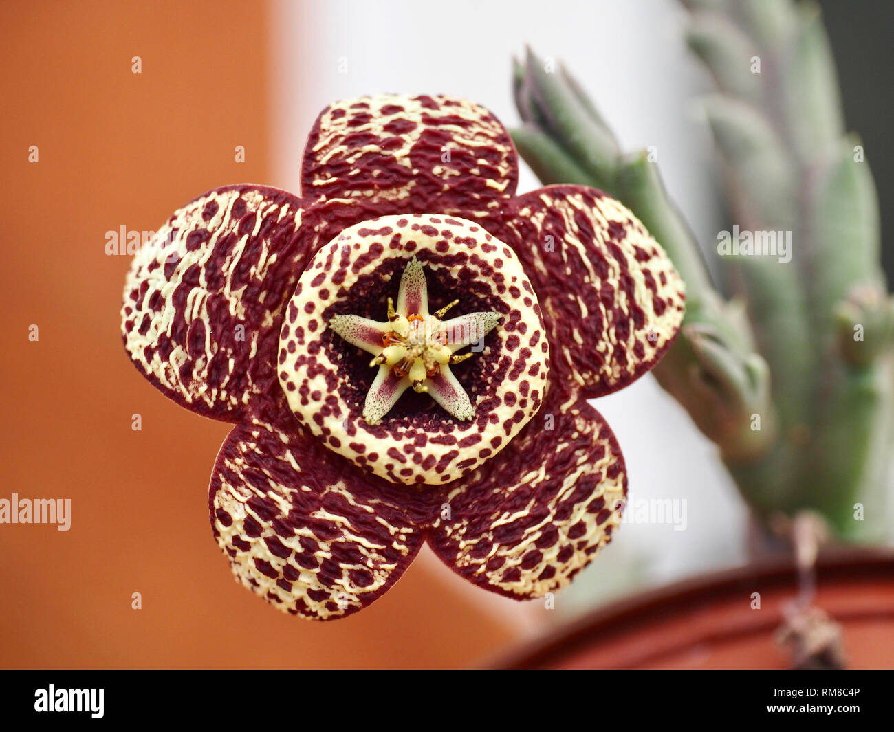 Huernia Blume blüht im Winter Stockfoto