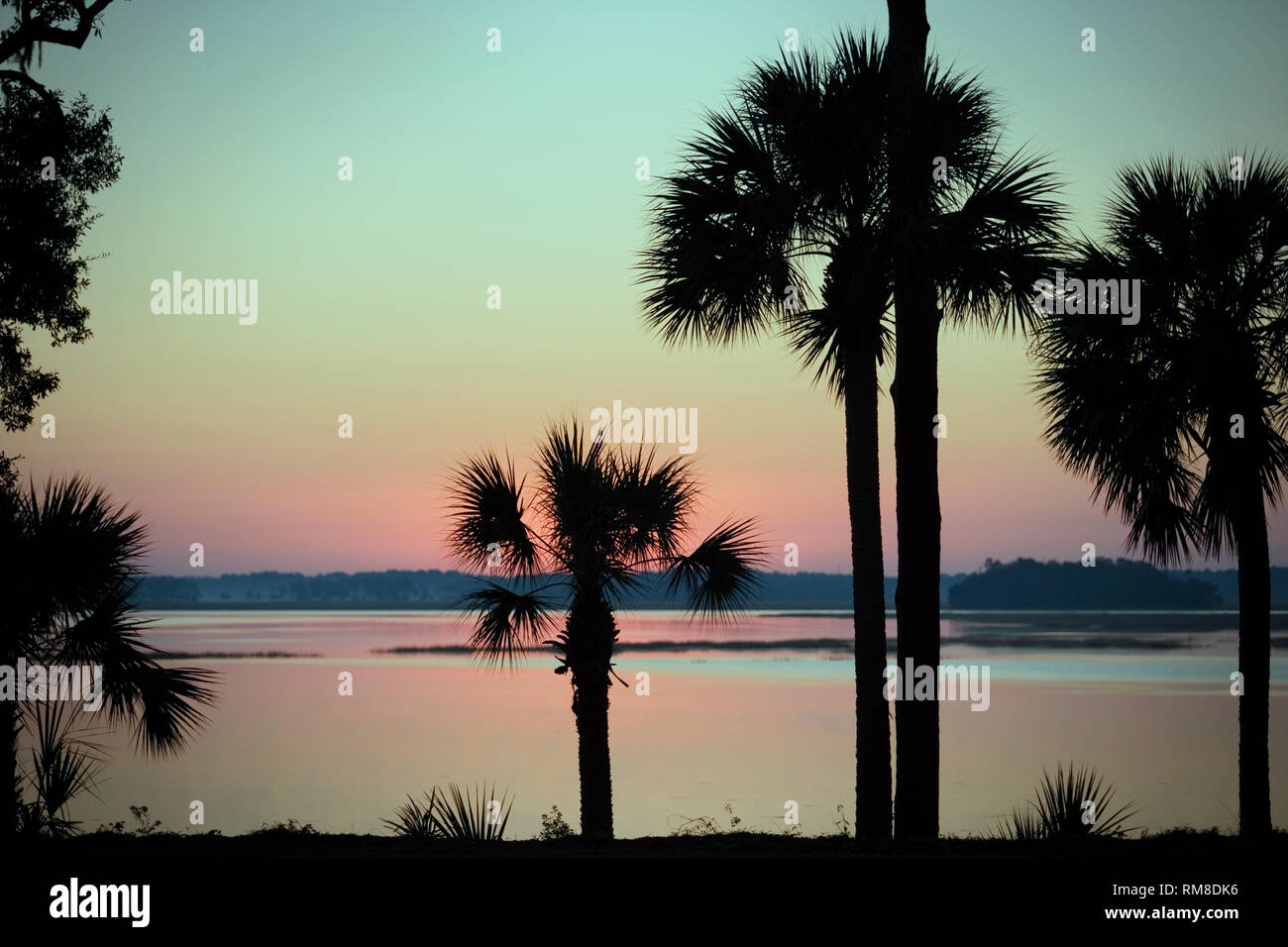 Palmen gegen einen Himmel bei Sonnenuntergang. Stockfoto