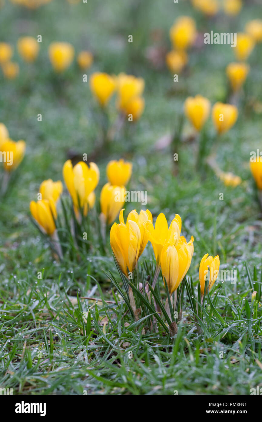 Crocus x luteus 'Golden Gelb" Blumen. Stockfoto