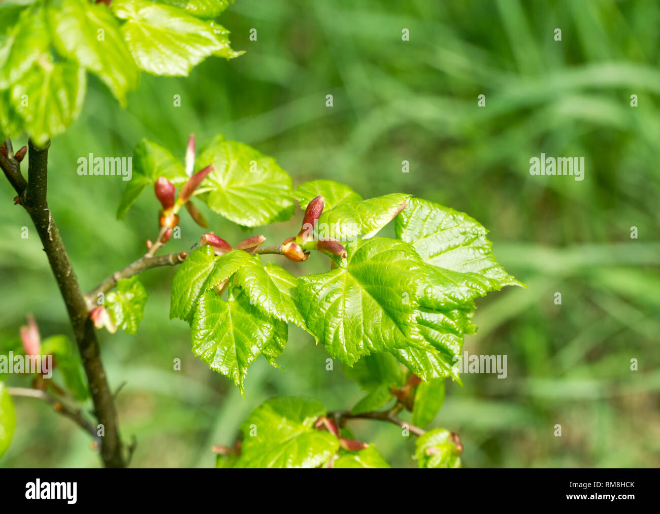 Zweig mit frische junge grüne Blätter im Frühling. Die Blätter sind von der Sonne hervorgehoben. Unscharfer Hintergrund, selektive konzentrieren. Stockfoto