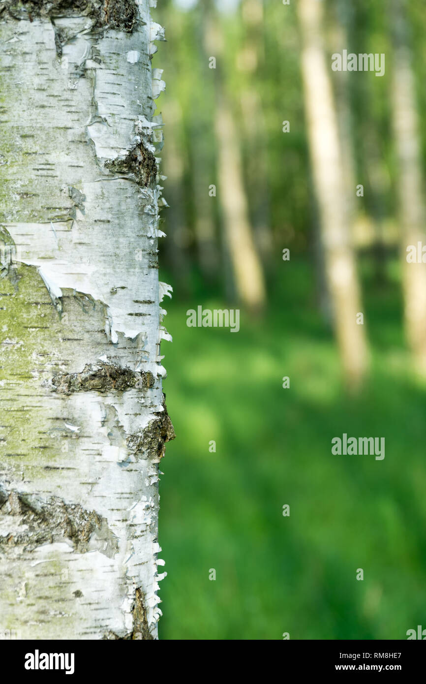 Natürliche Hintergrund. Grüne Feder verschwommenen Hintergrund mit Birkenrinde im Vordergrund. Kopieren Sie Platz. Stockfoto