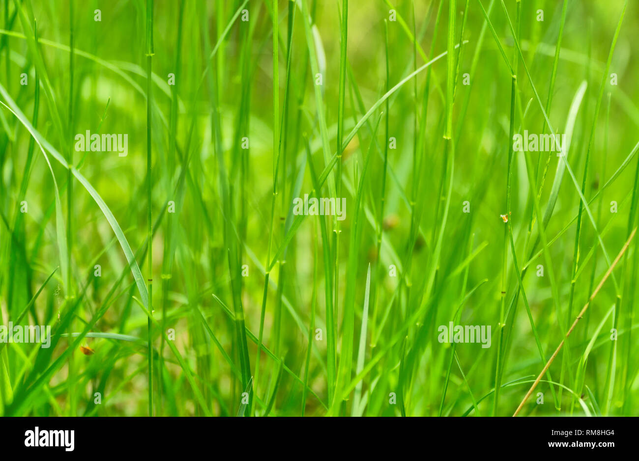 Kunst abstrakt grün frühling Hintergrund oder natürlichen Hintergrund mit frischem Gras. Selektive konzentrieren. Stockfoto