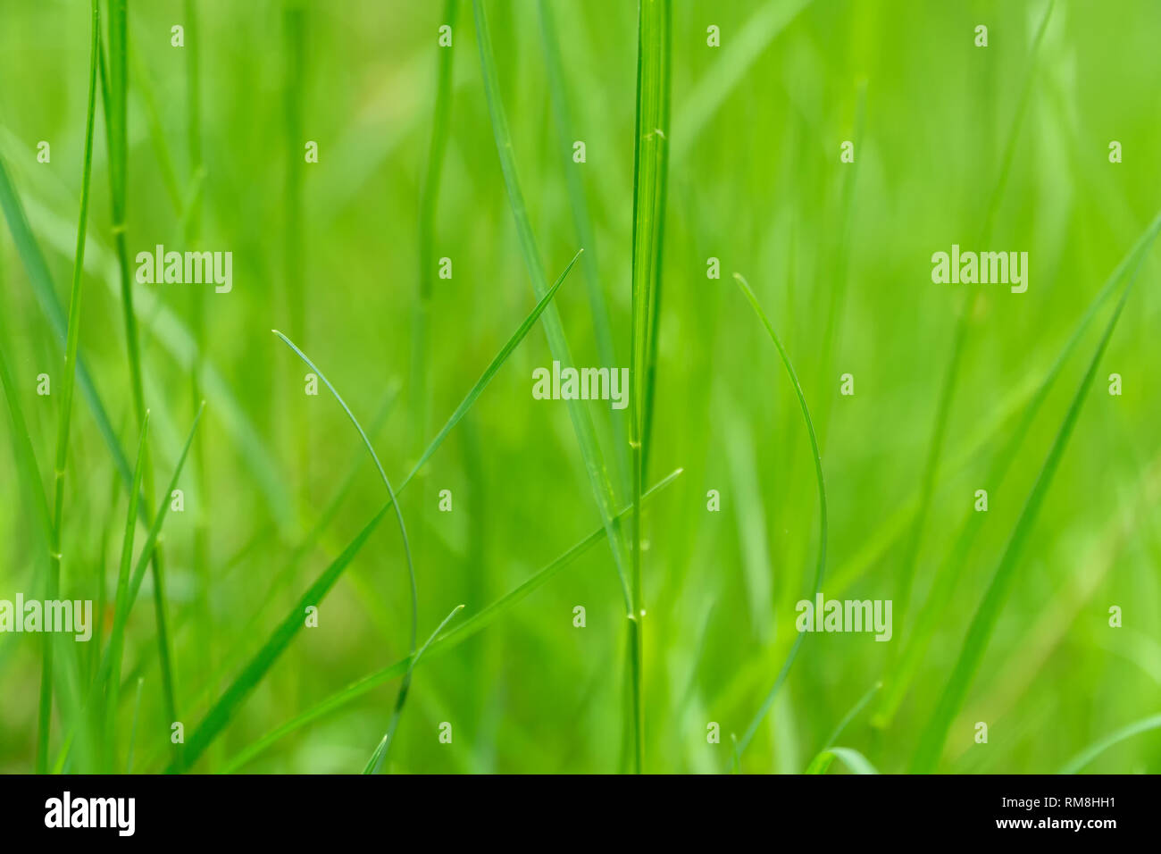 Kunst abstrakt grün frühling Hintergrund oder natürlichen Hintergrund mit frischem Gras. Selektive konzentrieren. Stockfoto