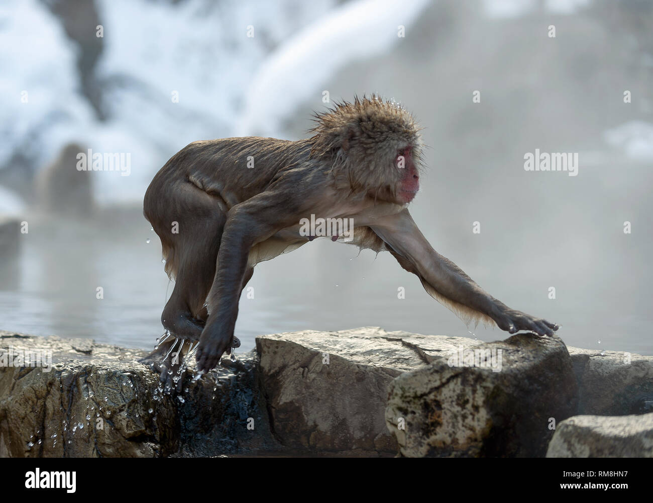 Nasse Cub der japanischen Makaken auf dem Stein an natürlichen heißen Quellen im Winter. Die japanischen Makaken, Wissenschaftlicher Name: Macaca fuscata, auch bekannt als Stockfoto