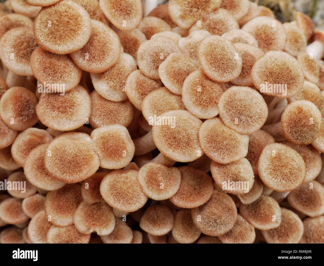 Close-up Makro Bild eines der Honig Pilz Arten, Armillaria tabescens, die Ringless Honig Pilz. Stockfoto