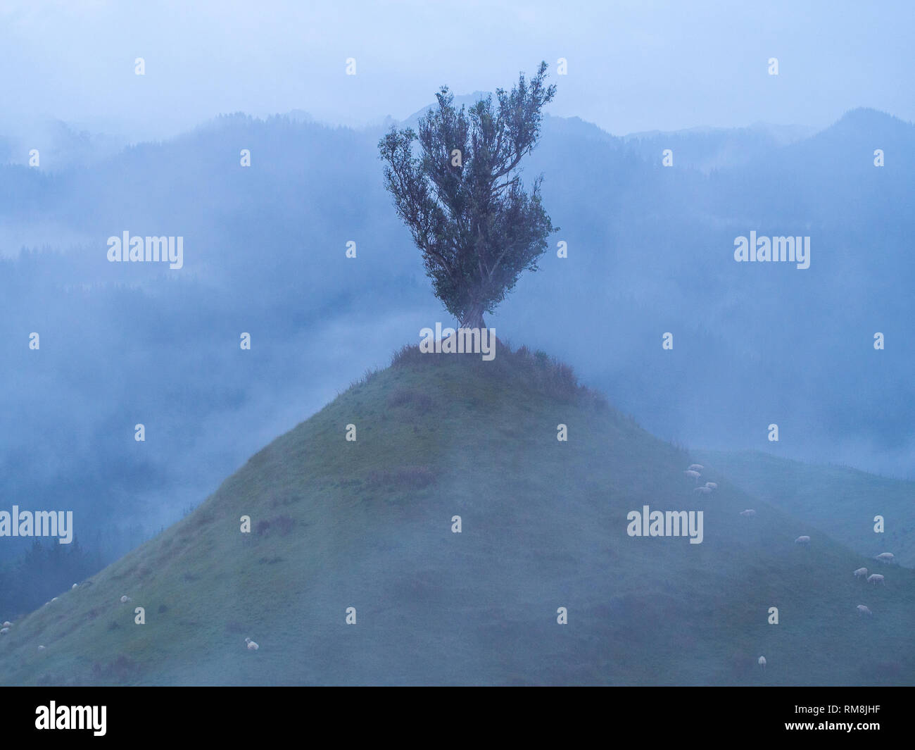 Ein einsamer einsamer Baum, auf einem kegelförmigen Hügel, einem nebligen Tag, Parapara Highway, Whanganui, Neuseeland Stockfoto