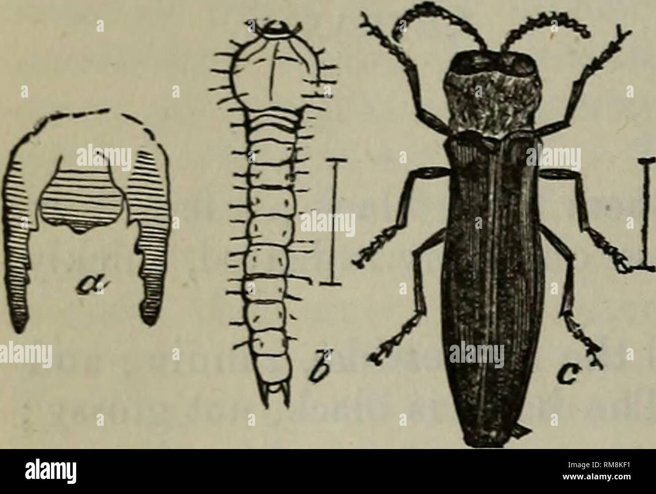 . Jahresbericht - Entomologischen Gesellschaft von Ontario. Entomologischen Gesellschaft von Ontario; Schädlinge; Insekten. 54 AGRILINI. I n diesem Stamm die Arten sind in der Regel schlank, manchmal jedoch sehr breit und flach; in beiden Fällen ist der Körper hinter verengt. Die Front ist stark eingeschränkt durch die Einfügung der Antennen; den vorderen Teil des Kopfes ist vertikal; der Mund minderwertig und der prosternum in Ruhestellung angewendet; die mentum ist groß; prothorax Gelappt an der Basis; prosternum Breiten vor, mit schrägen Nähte, keilförmige hinter, und kaum angu - hinter dem coxie verbunden; das kleine Meso Stockfoto