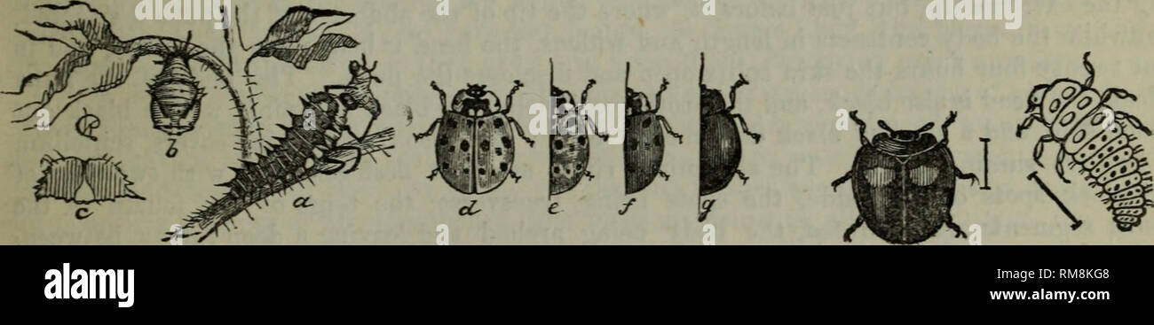 . Jahresbericht - Entomologischen Gesellschaft von Ontario. Entomologischen Gesellschaft von Ontario; Schädlinge; Insekten. Abb. 28. Abb. 29. Abb. 30. Abb. 31. Abb. 32.. Abb. 33. Fiv/. 34. Abb. 36. Abb. 28. Ninr'^ed Coccinella Coccinella Novem-Notata, Herbst.). Abb. 29. Plain Liady-Bird {Coccinella munda), Sagen. Abb. 30. Beschmutzt, Lady Bird {7 Hippodamia naculata), DeGeer. Abb. 31. 13 gepunktete Lady Bird {Hippodamia l3-punctata^ Linn.). Abb. 32. Konvergente Lady Bird (Hippodamia convergens, Gr.). Abb. 33. 15 gesichtet (mysien Mysien lopundata Oliv.). Abb. 34. (Chilocorus bmdnerus Mulsant,). Abb. 35. Larve Stockfoto