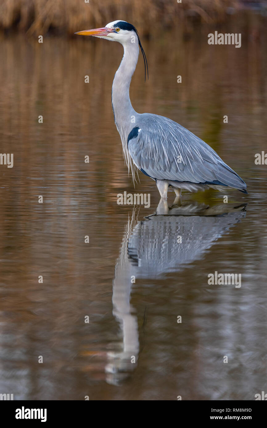 Heron im Priorat Country Park, Bedford, England Stockfoto