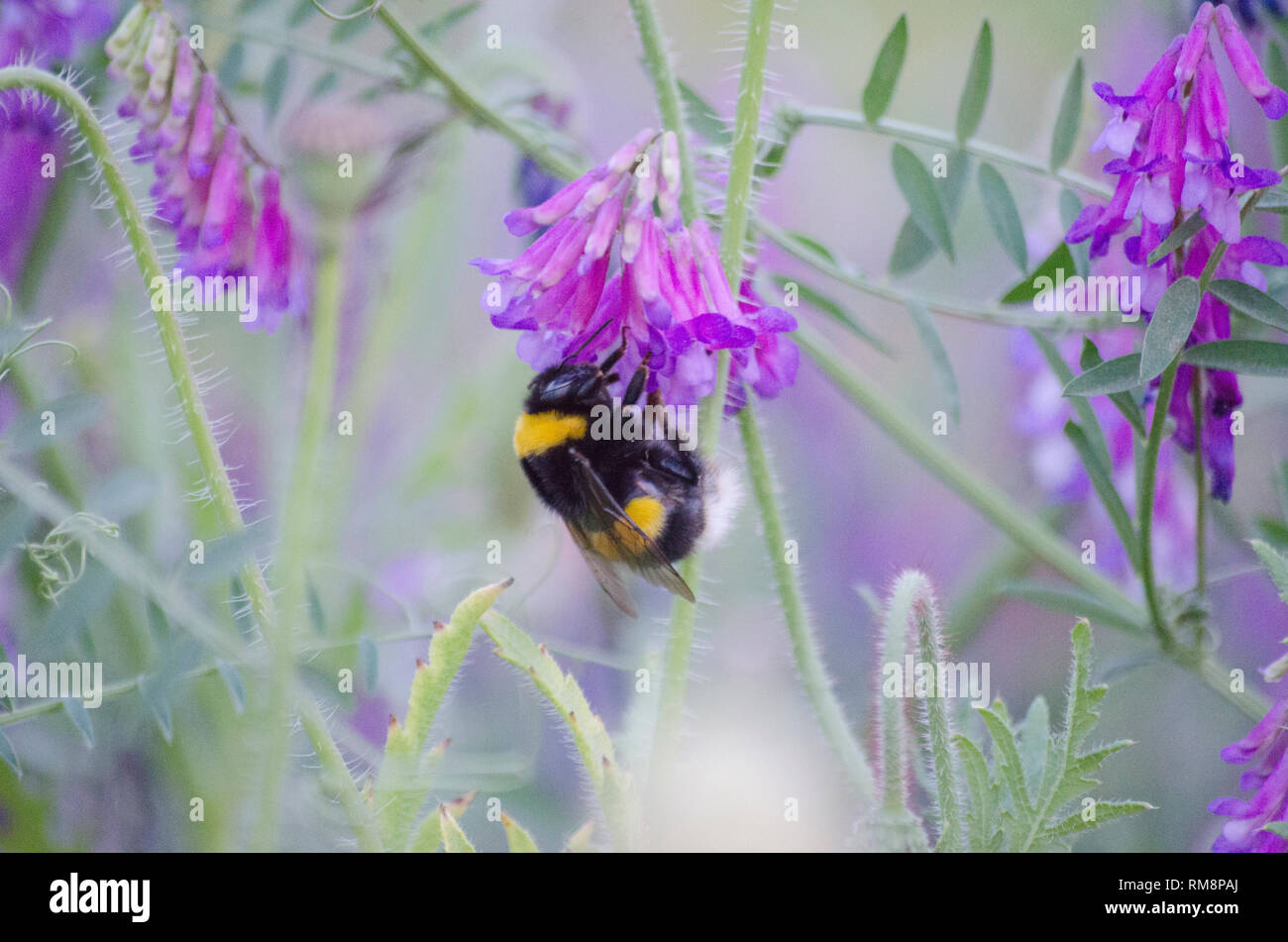 Bienen Bestäubung Rosa Lila Blumen Fingerhut am Incheon Grand Park Botanischer Garten Stockfoto