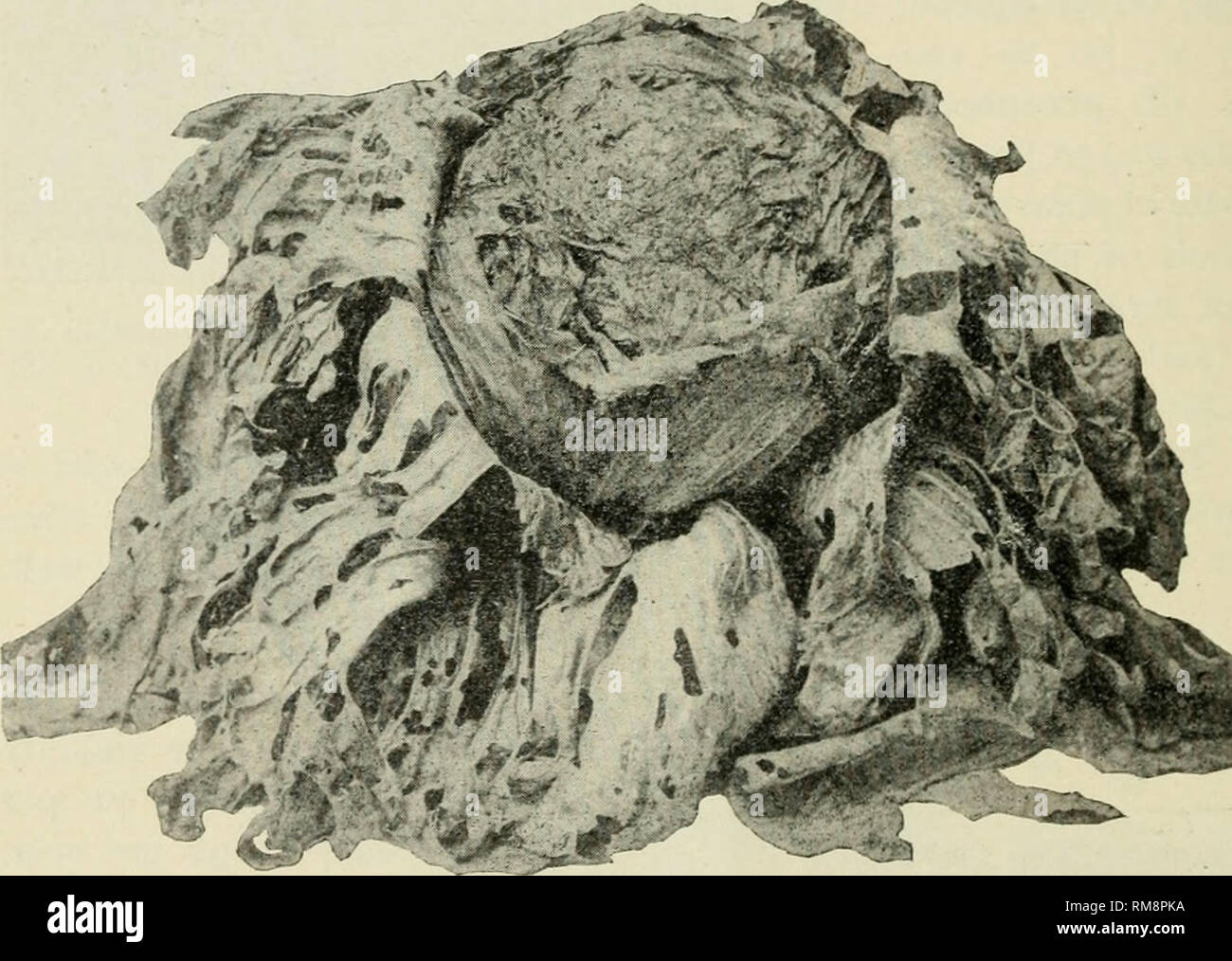 . Jahresbericht der Cornell Universität landwirtschaftliche Experiment Station, Ithaca, New York, Cornell University. Landwirtschaftliche Experiment Station; Landwirtschaft - New York (State). 64 Bulletin 242. Saatgut in Beeten gesät werden und dann verpflanzt, oder gesät in das Feld, in dem die Pflanzen wachsen. Letzteres wird durch viele kommerzielle Anbauer bevorzugt. Für die wirtschaftlichere Aussaat der Samen einer Maschine erforderlich ist, die vier bis sechs Samen alle 24 oder 30 Zoll oder einem beliebigen Abstand erforderlich, wie ein Check-Zeile mais Pflanzmaschine. Mit einer solchen Maschine, ein halbes Pfund Samen säen ein Morgen. Derzeit mit einem Stockfoto