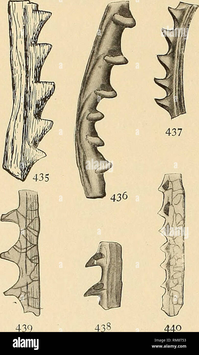 . Jahresbericht. New York State Museum; Wissenschaft; Wissenschaft. 456 NEW YORK STATE MUSEUM, das von der art und weise, diese Beschreibung in der Einheitlichkeit mit den anderen in dieser Monographie, fügen wir die folgenden Daten, die wir von den Typ Material nun in der Yale University Museum nehmen und uns freundlicherweise Weitergeleitet von Professor Schuchert: Die Fragmente zeigen eine extrem Minute rhabdo - einige, ihre Länge beträgt etwas mehr als 1 mm, ihre Breite, inklusive den-Partikel, nicht ganz 0,2 mm und die thecae Nummer 70 bis 80 in 10 mm; aber die Form ist daher von Ausnahme- tionell kleine Abmessungen und scheint von diesem anzuzeigen Stockfoto