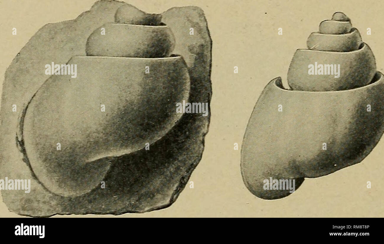 . Jahresbericht. New York State Museum; Wissenschaft; Wissenschaft. 188 NEW YORK STATE MUSEUM der Naht. Es ist ein Ausdruck in diesem frühen Alter ungewöhnlich aber gut in Kohlensäure Schalen von ähnlichen Typs wie die De-a Holopea enjalrani var. corrugata parture von H. enjalrani allein im Clustering der konzentrischen Wachstums Schlieren ist in pilae, sollte ich die Shell ein Ausdruck dieser Art bekannt. Untere Devonic. Dalhousie, N. B. Holopea beushauseni nov. M acrocheilus? Sp. Beushausen. Abhandl. z. Geol. Specialk. v. Preussen usw. 1884. pi.i, Abb. - 7 Shell von beträchtlicher Größe, Stoutly sub Stockfoto