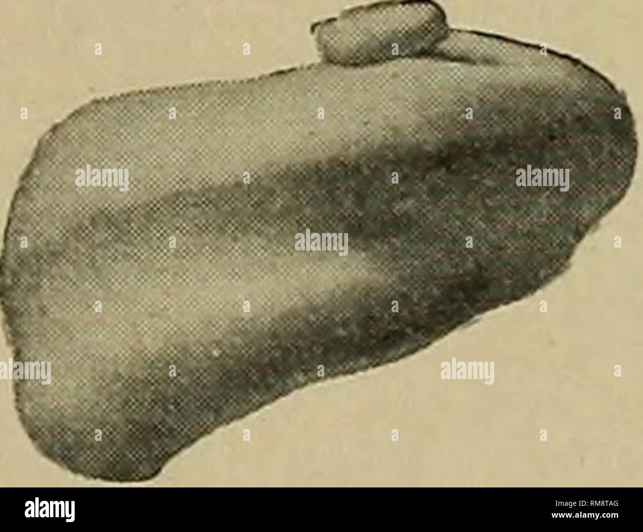 . Jahresbericht. New York State Museum; Wissenschaft; Wissenschaft. k Platyceras faunen Hebes, aber so eine Shell ist beachtet worden durch Oehlert im unteren Devonic von Augen und dachte im Bulletin de la Societe Geologique de France, 1890, Band 17, Tafel 19, Abb. 4. Untere Devonic. Edmunds Hill, Chapman Plantage, Me. Platyceras kahlebergensis Beushausen Capulus kahlebergensis Beushausen. Abhandl. zur GEOLOG. Specialk. Preussen. 1884. pi. 1, Abb. 14. Es besteht kein Zweifel an der Identität in diesem Fall zu sein scheint. Die Art ist ein Diaphorostomalike Platyceras mit einem Turm, von dem aus die Körper. Eoergensi Platyceras kahl Stockfoto