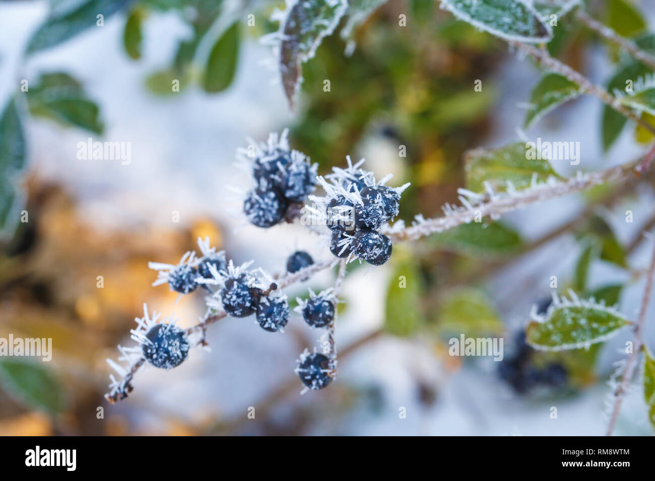 Schwarze Beeren bedeckt mit Frost in Form von langen Nadeln an einem frostigen Wintertag Stockfoto