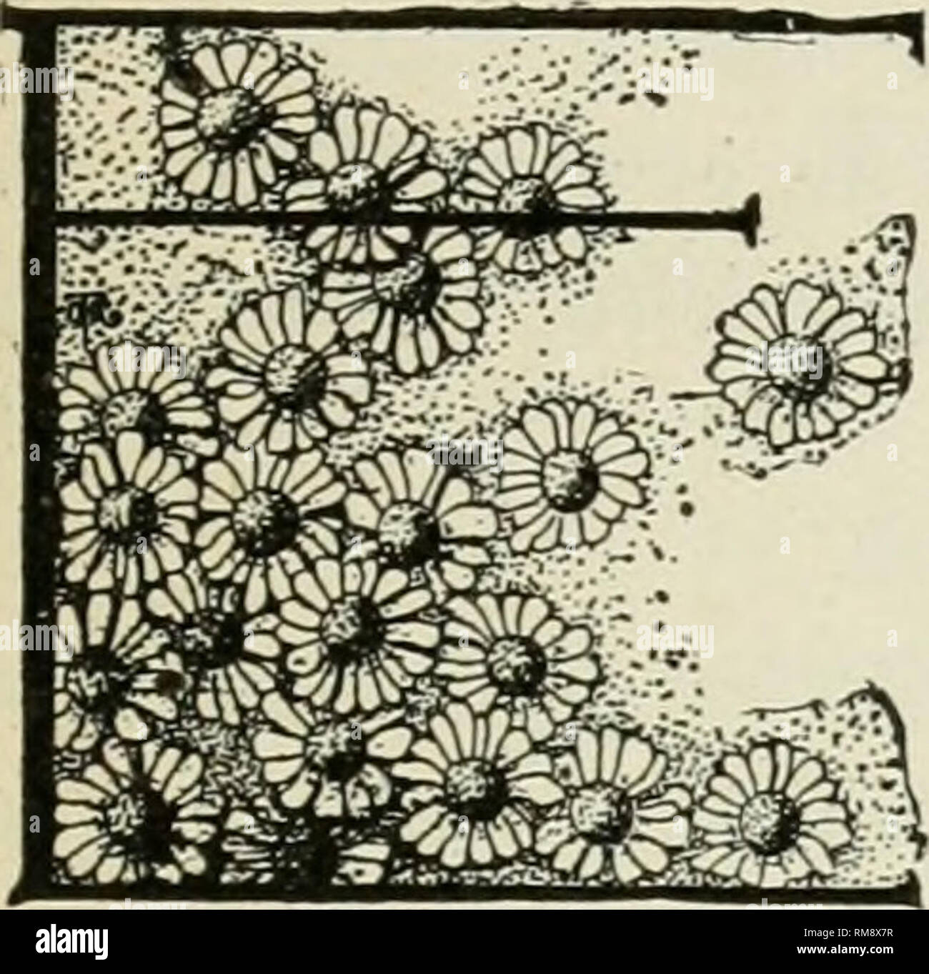 . Jahresbericht des landwirtschaftlichen Experiment Station. Der Cornell University. Landwirtschaftliche Experiment Station; Landwirtschaft - New York (State). Mome IRatuve s Stu 6^ Kurs der Hochschule für Landwirtschaft der Cornell Universität, im Oktober, Dezember, Februar und April und Oktober 1, Igo 4, in Ithaca, New York, veröffentlicht, als zweiter Klasse Sache, unter dem Gesetz des Kongresses vom 16. Juli 1894. ANNA BOTSFORD COMSTOCK, Editor. Neue Serie. Vol. II. ITHACA, N.Y., Oktober - November 1905 Nr. i NATUR-STUDIE AUF DER FARM 1 VERYONE Wer besitzt einen Fuß von Land für einen Partner hat. Wenn das Land, das ist N nicht angebaut Stockfoto