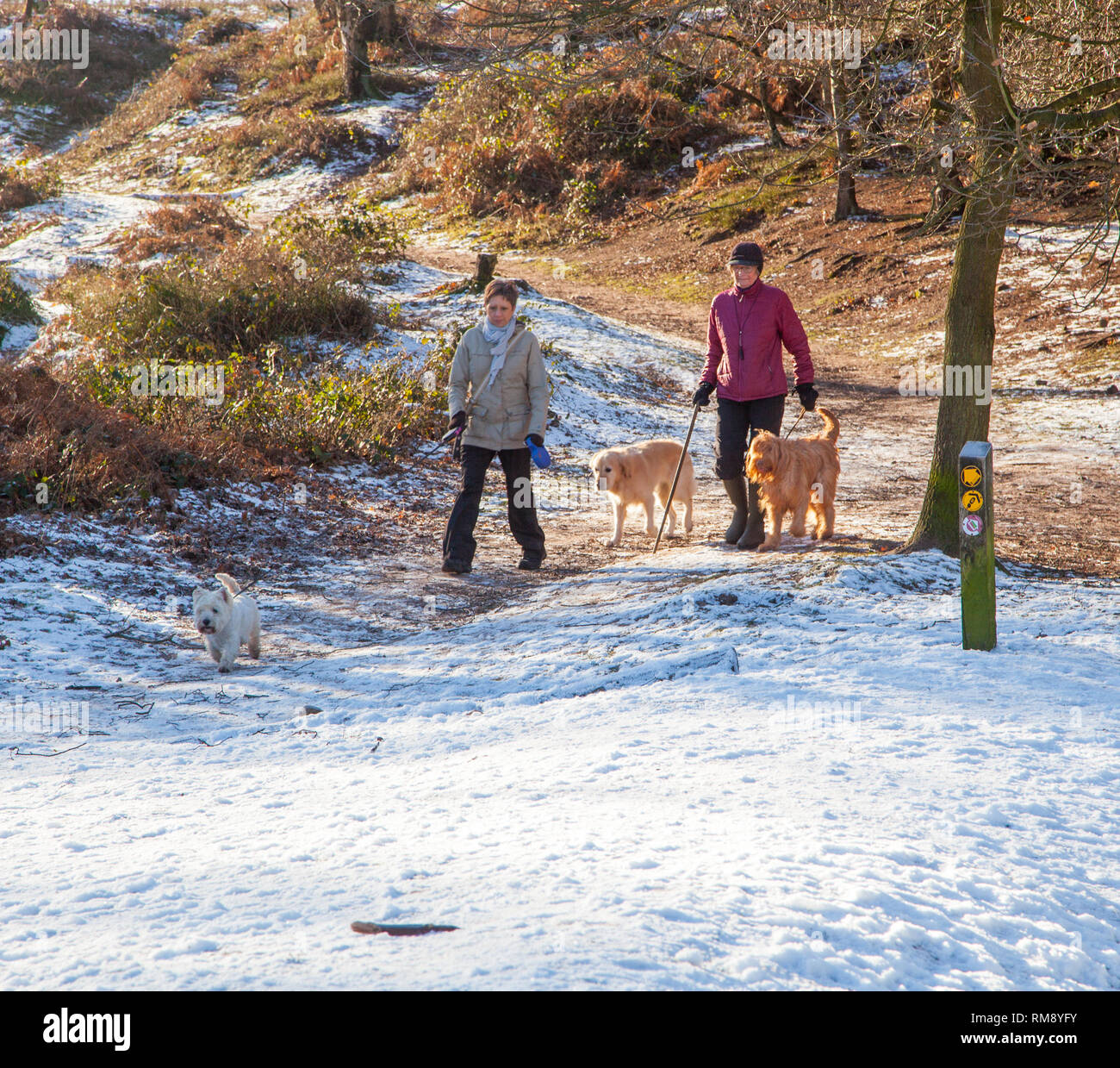 Leute, die Hunde im Schnee im Winter entlang der Sandstone Trail auf Bickerton Hügel Cheshire Stockfoto