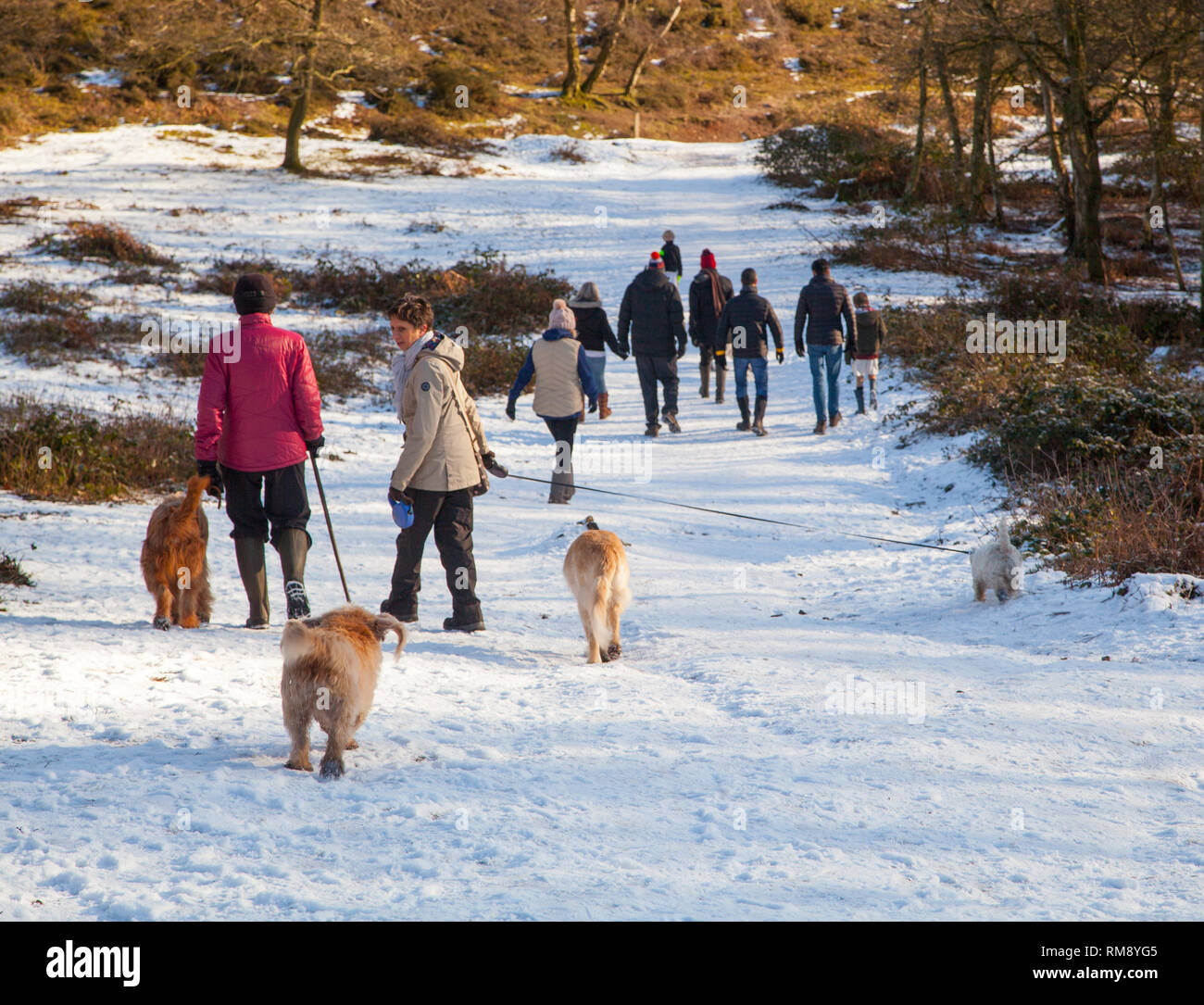 Leute, die Hunde im Schnee im Winter entlang der Sandstone Trail auf Bickerton Hügel Cheshire Stockfoto