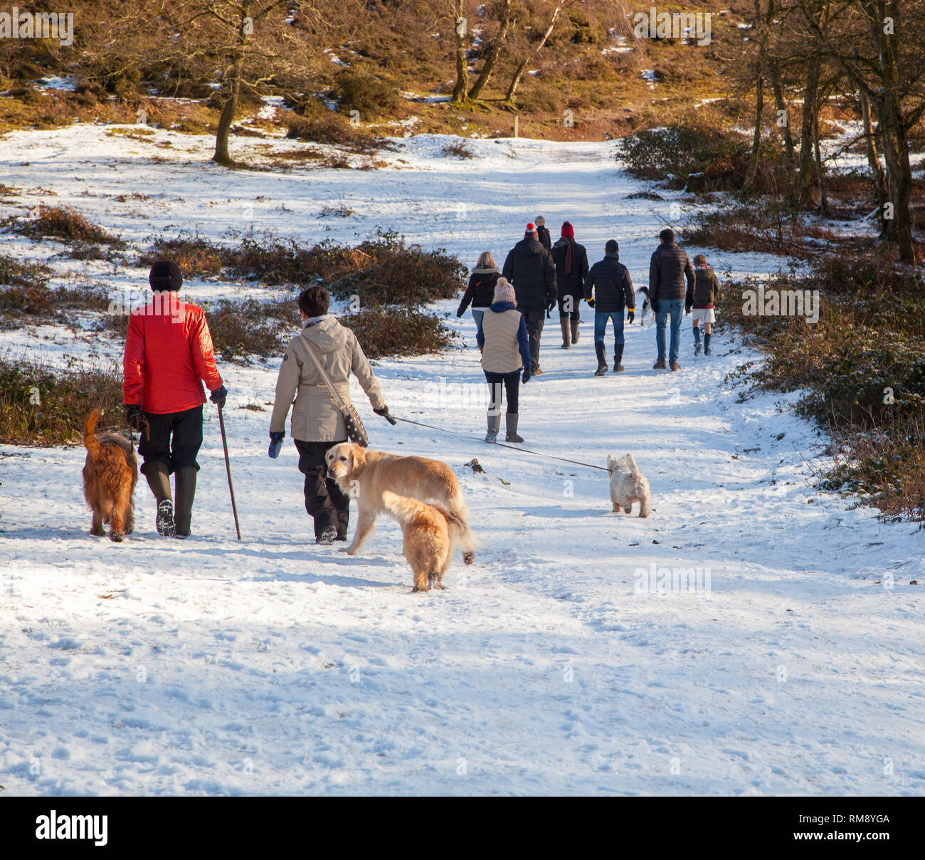 Leute, die Hunde im Schnee im Winter entlang der Sandstone Trail auf Bickerton Hügel Cheshire Stockfoto