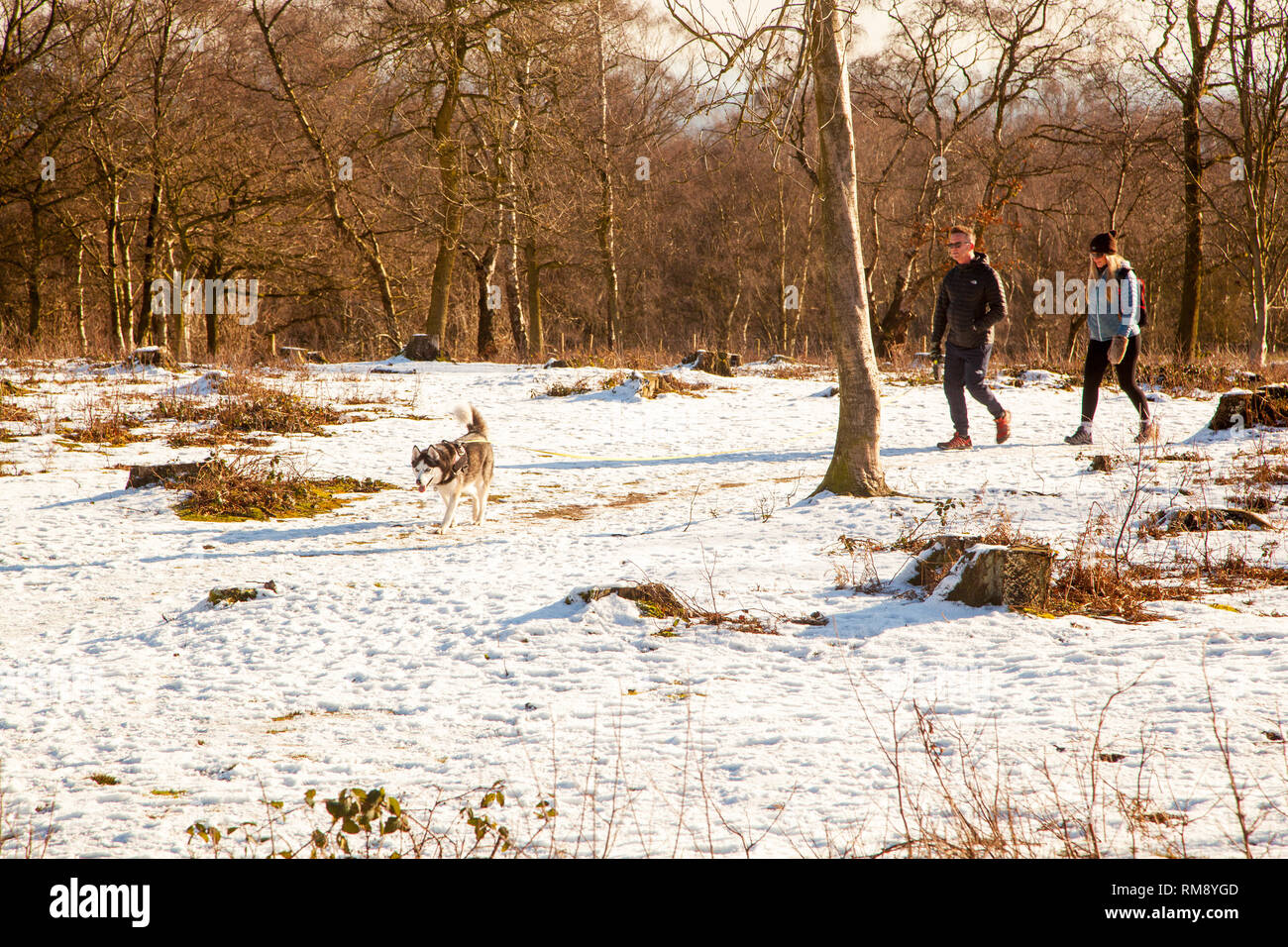 Menschen, Mann und Frau zu Fuß ein Husky Hund im Schnee im Winter entlang der Sandstone Trail auf Bickerton Hügel Cheshire Stockfoto