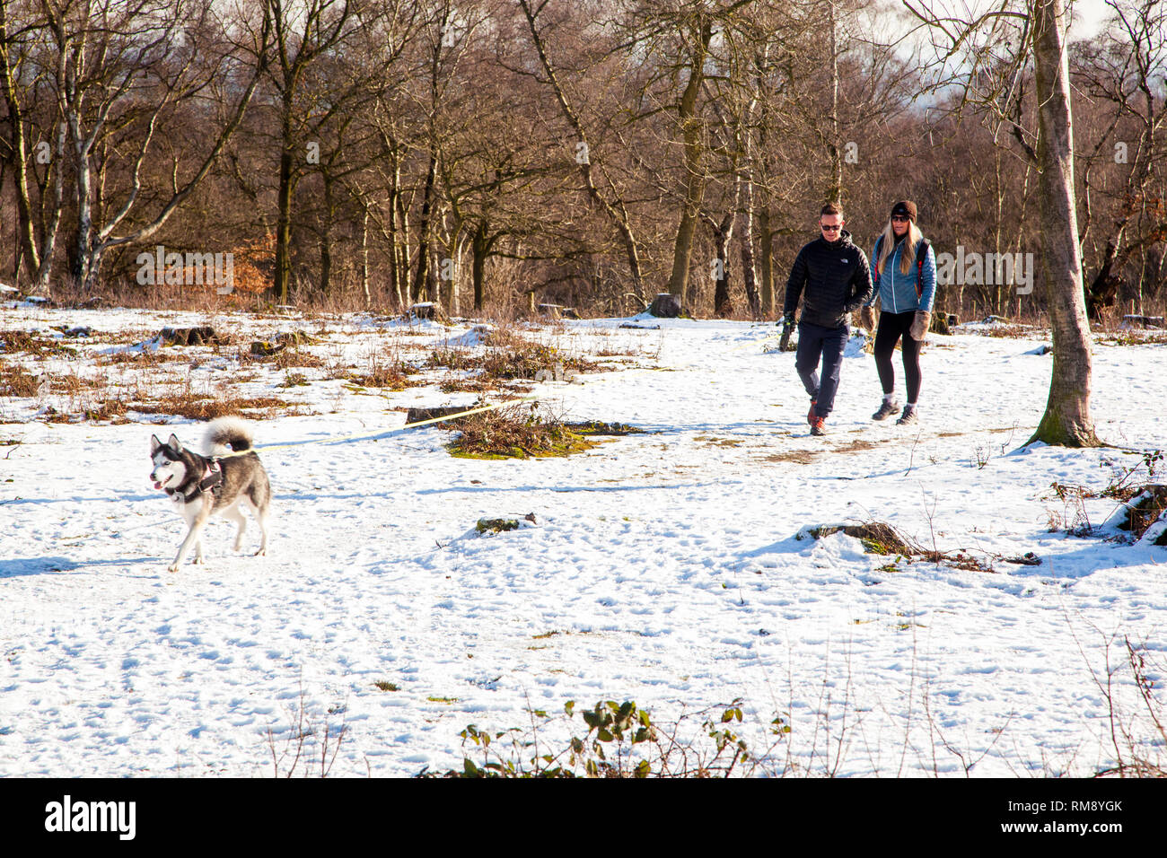 Menschen, Mann und Frau zu Fuß ein Husky Hund im Schnee im Winter entlang der Sandstone Trail auf Bickerton Hügel Cheshire Stockfoto