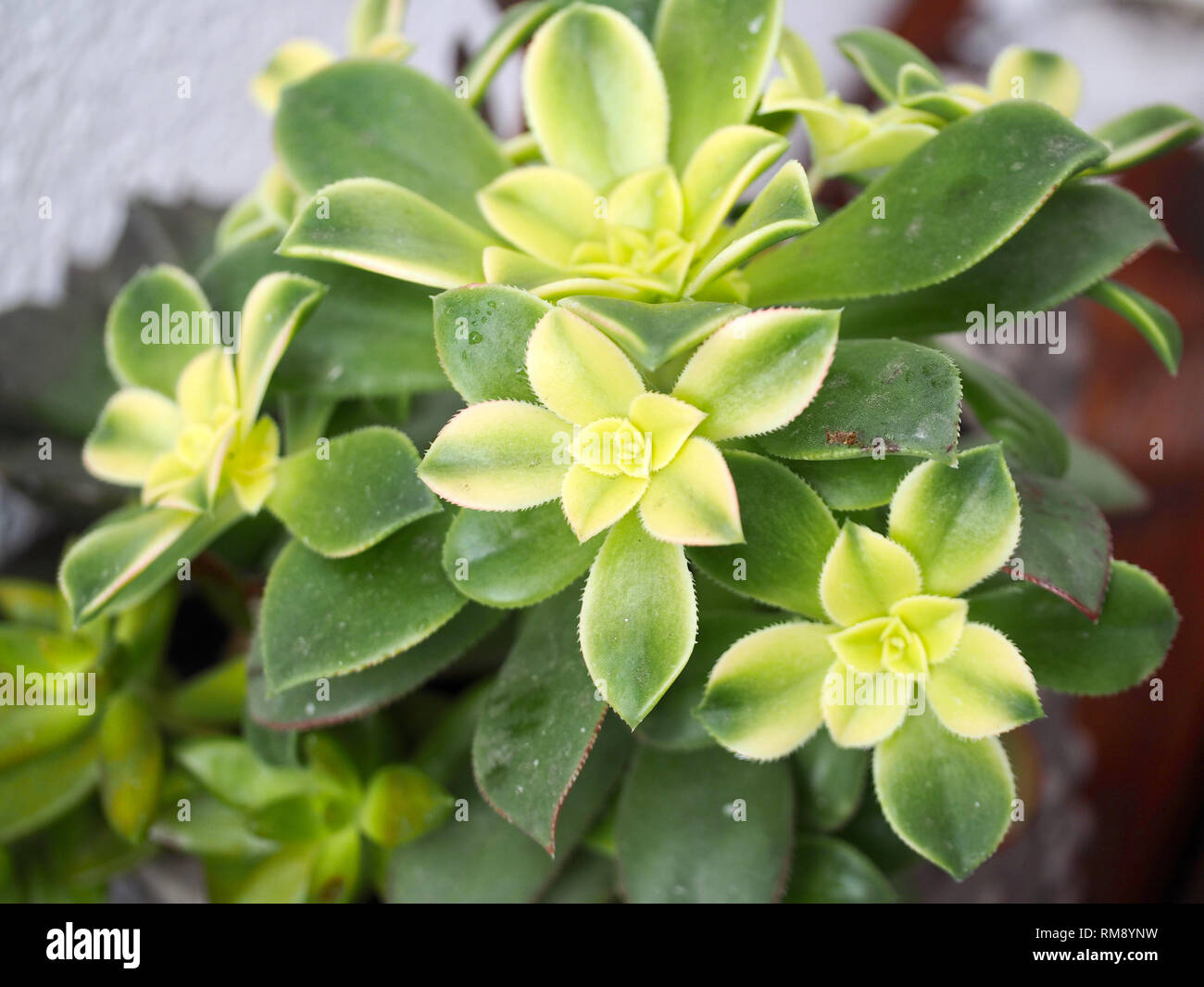 Saftige mit wechselnden Farben wegen dem kalten Wetter Stockfoto