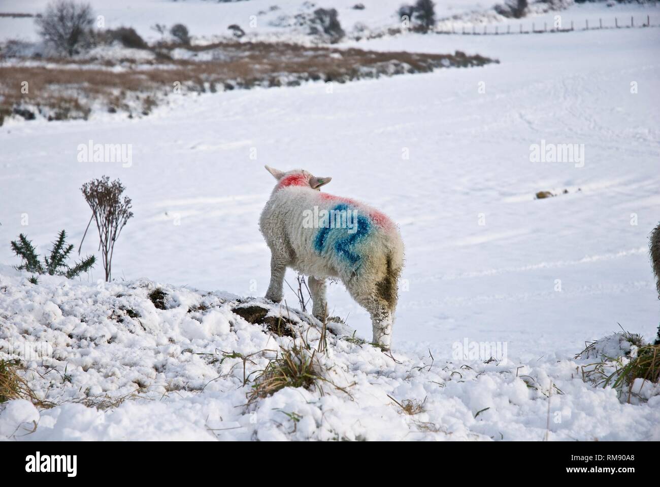 Schafe und Lämmer in tiefem Schnee, Winter, Rhosneigr, Anglesey, North Wales, UK Stockfoto