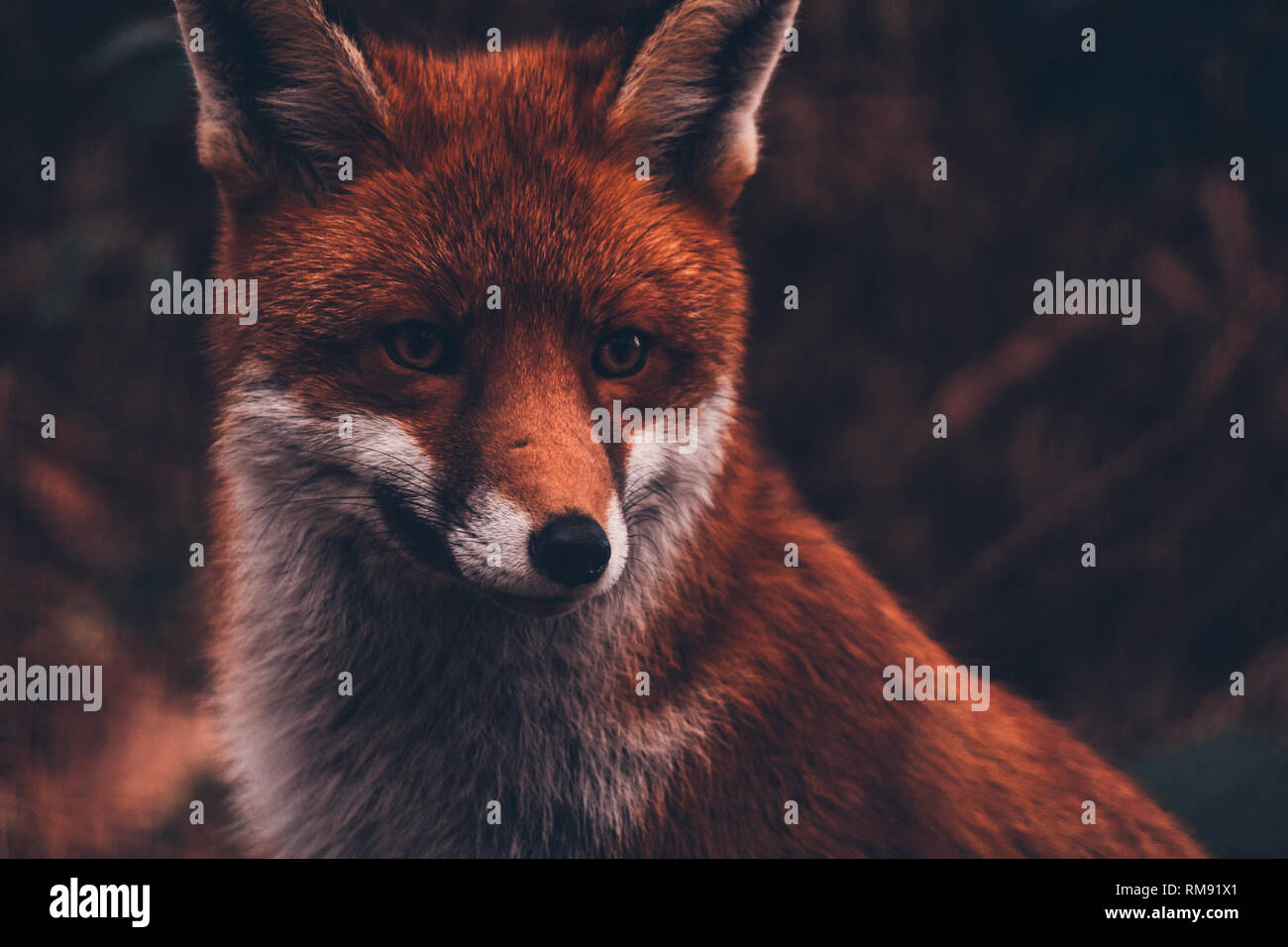 Schottische Red Fox Closeup Stockfoto