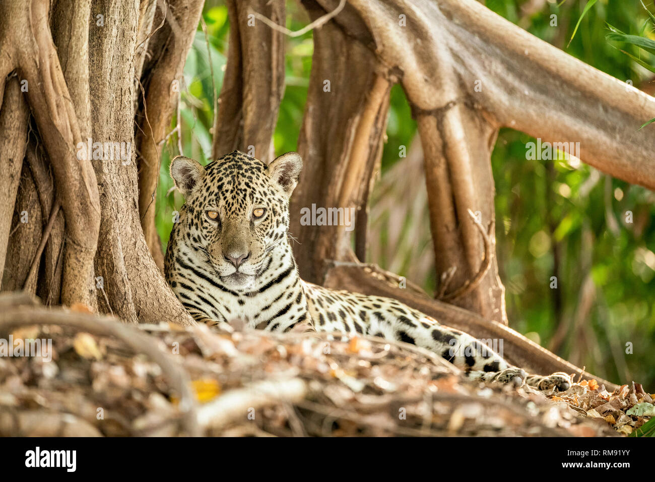 Jaguar Panthera onca, Pantanal, Mato Grosso, Brasilien Stockfoto