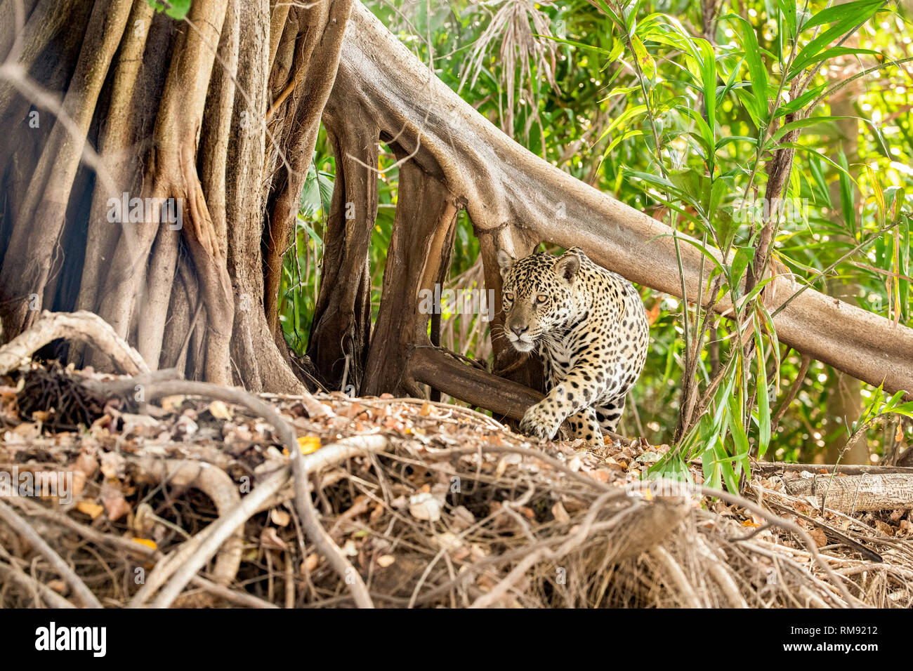 Jaguar Panthera onca, Pantanal, Mato Grosso, Brasilien Stockfoto