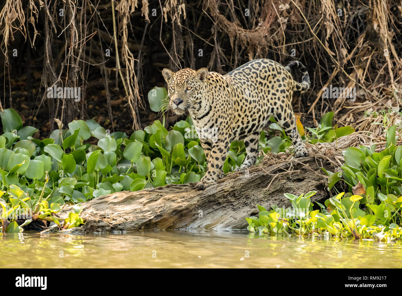 Jaguar Panthera onca, Pantanal, Mato Grosso, Brasilien Stockfoto