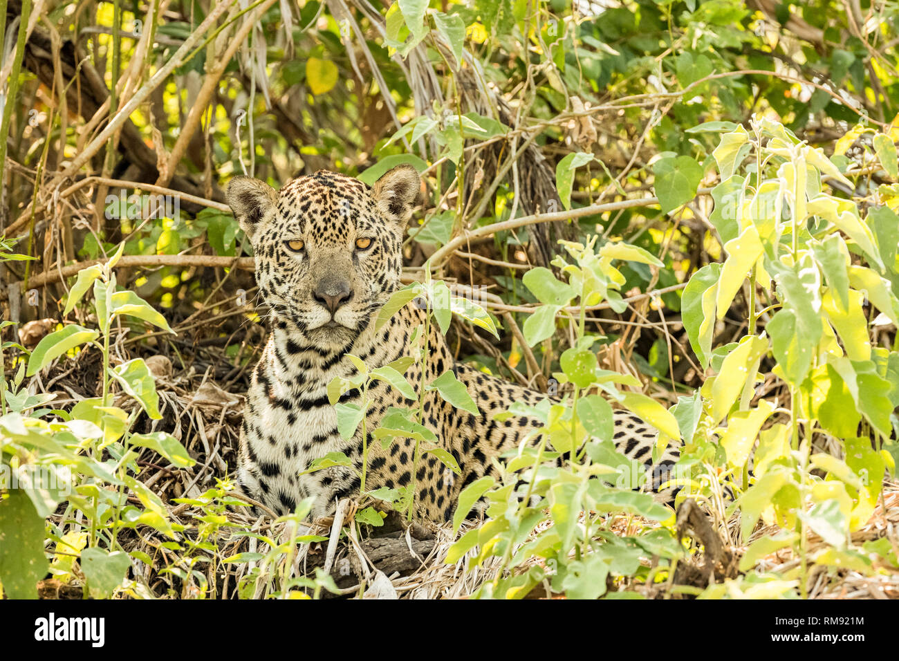 Jaguar Panthera onca, Pantanal, Mato Grosso, Brasilien Stockfoto